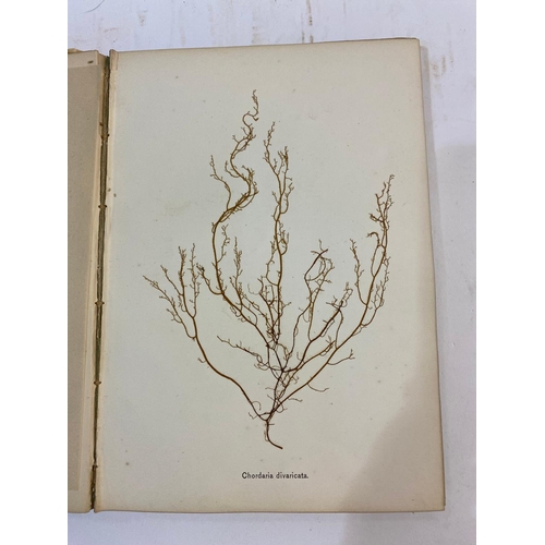 133 - JAMES COOK. Beautiful Seaweeds, 1877-1880. James Cook. Beautiful Seaweeds, Illustrated by Natural Sp... 