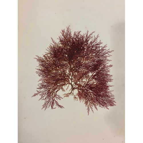 133 - JAMES COOK. Beautiful Seaweeds, 1877-1880. James Cook. Beautiful Seaweeds, Illustrated by Natural Sp... 