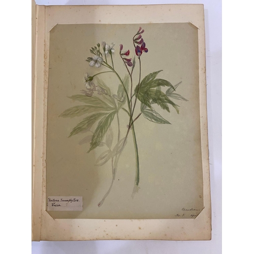 134 - ANTONIA LEFROY. A mid-nineteenth century album of botanical watercolours.  A mid-nineteenth century ... 