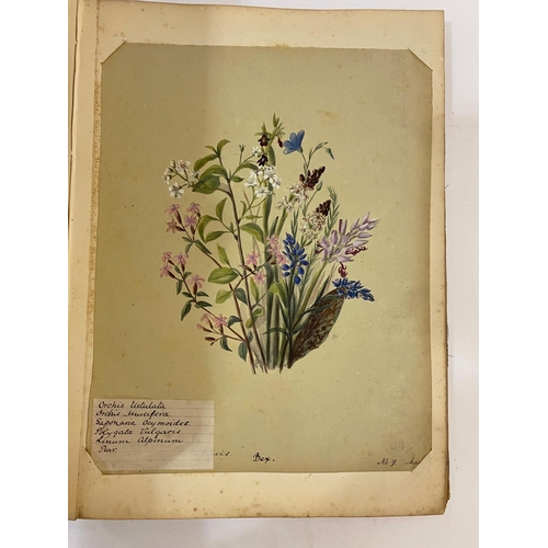 134 - ANTONIA LEFROY. A mid-nineteenth century album of botanical watercolours.  A mid-nineteenth century ... 