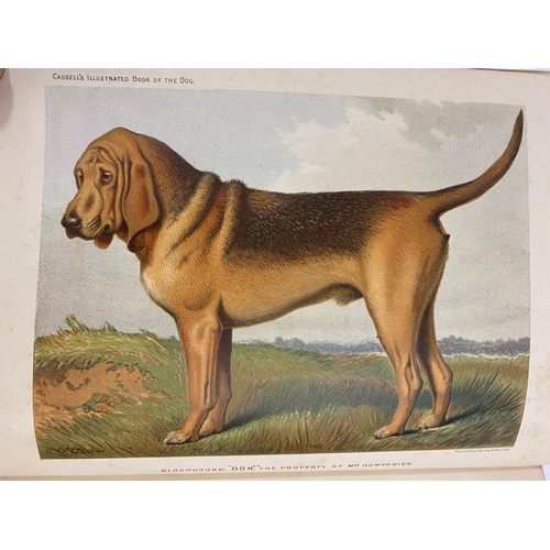 135 - VERO SHAW. The Illustrated Book of the Dog, 1890. Vero Shaw. The Illustrated Book of the Dog, 28 chr... 