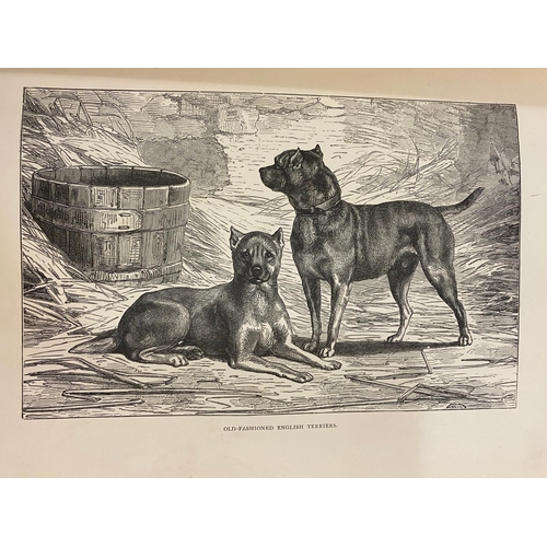 135 - VERO SHAW. The Illustrated Book of the Dog, 1890. Vero Shaw. The Illustrated Book of the Dog, 28 chr... 