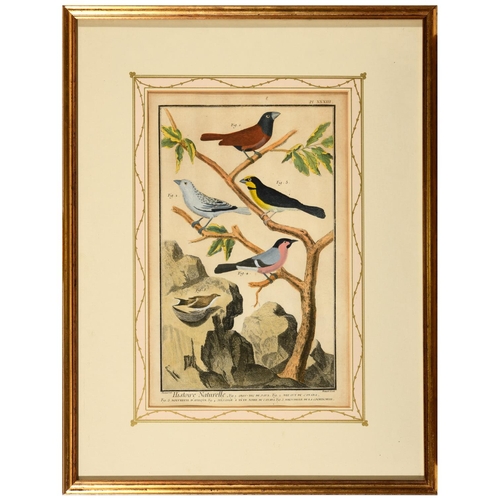 486 - FRANCOIS NICOLAS MARTINET (1731-1800). After. HISTOIRE NATURELLE DES OISEAUX (pls. 32, 33, 34, 39, 4... 