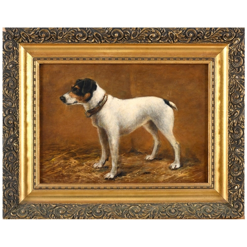 555 - J** B** C** (CIRCA 1900). STUDY OF A JACK RUSSELL TERRIER. Signed with initials, oil on panel
24 x 3... 