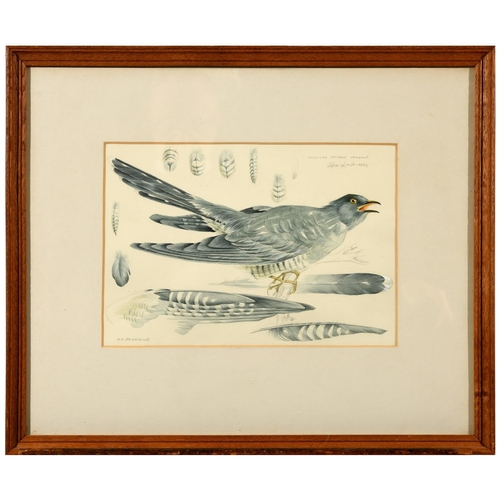 570 - MILDRED ELSIE ELDRIDGE (1909-1991). CUCULUS CANORUS CANORUS. (d) Signed, inscribed with title and fu... 