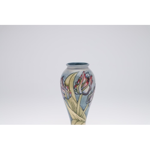 750 - MOORCROFT COLLECTORS CLUB VASE - TULIP. A large slender vase painted with Tulips and foliage on a bl... 