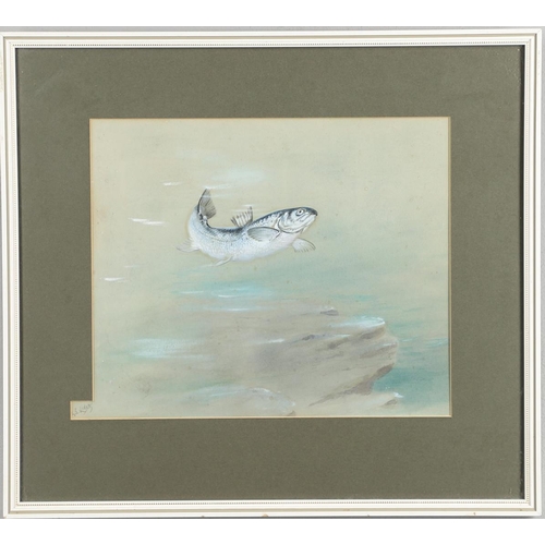 463 - GEORGE EDWARD LODGE (1860-1954). A LEAPING SALMON. (d) Signed, watercolour heightened with bodycolou... 