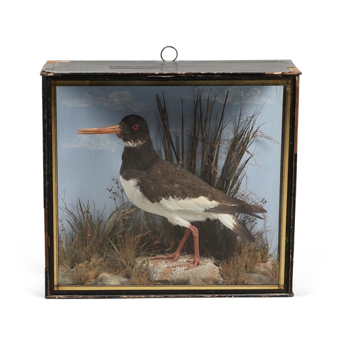 611 - TAXIDERMY - J COOPER, CASED OYSTER CATCHER. A Oyster Catcher, mounted in a naturalistic setting and ... 