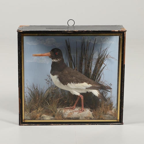 611 - TAXIDERMY - J COOPER, CASED OYSTER CATCHER. A Oyster Catcher, mounted in a naturalistic setting and ... 