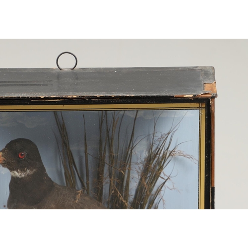 611 - TAXIDERMY - J COOPER, CASED OYSTER CATCHER. A Oyster Catcher, mounted in a naturalistic setting and ... 