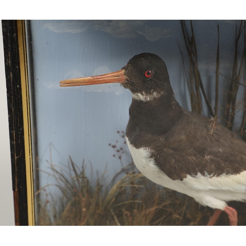 611 - TAXIDERMY - J COOPER, CASED OYSTER CATCHER. A Oyster Catcher, mounted in a naturalistic setting and ... 