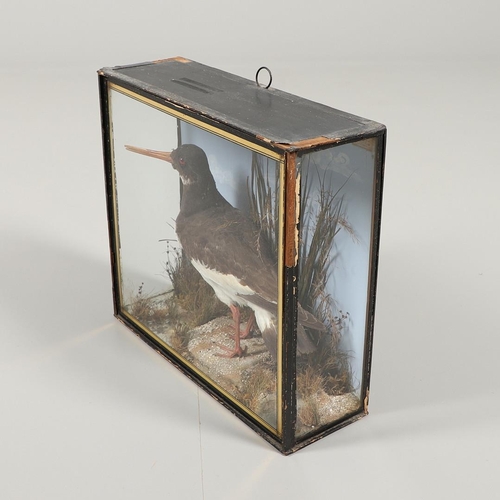 611 - TAXIDERMY - J COOPER, CASED OYSTER CATCHER. A Oyster Catcher, mounted in a naturalistic setting and ... 