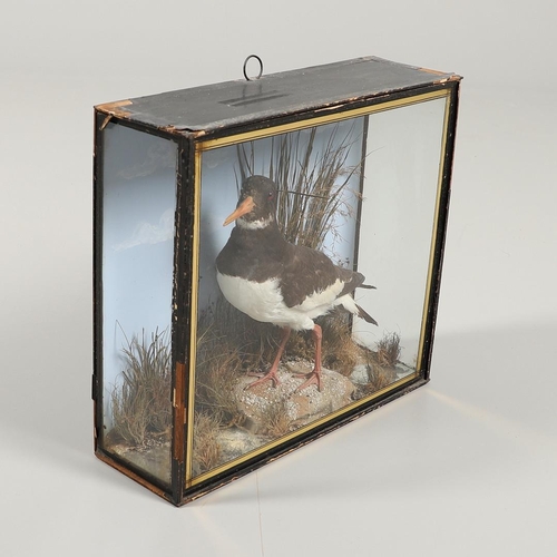 611 - TAXIDERMY - J COOPER, CASED OYSTER CATCHER. A Oyster Catcher, mounted in a naturalistic setting and ... 