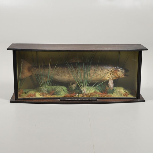 612 - TAXIDERMY - CASED FISH, AUSTRIA 1948. An unusual cased Brown Trout caught on the Salza river in Aust... 