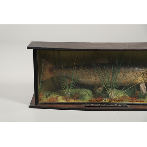 612 - TAXIDERMY - CASED FISH, AUSTRIA 1948. An unusual cased Brown Trout caught on the Salza river in Aust... 