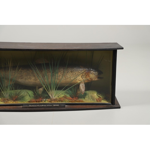 612 - TAXIDERMY - CASED FISH, AUSTRIA 1948. An unusual cased Brown Trout caught on the Salza river in Aust... 