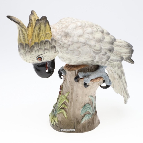 822 - CARL THIEME PORCELAIN COCKATOO. A large porcelain model of a Cockatoo, brightly painted with the bir... 