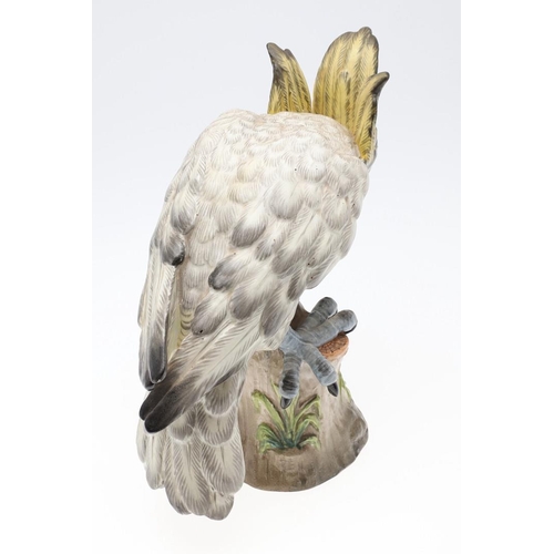 822 - CARL THIEME PORCELAIN COCKATOO. A large porcelain model of a Cockatoo, brightly painted with the bir... 