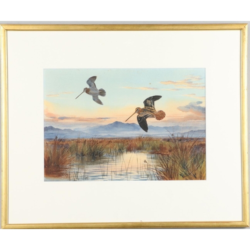 118 - JOHN CYRIL HARRISON (1898-1985). AGAINST THE SUNSET (SNIPE). (d) Signed, watercolour
22.5 x 32.5cm.
... 