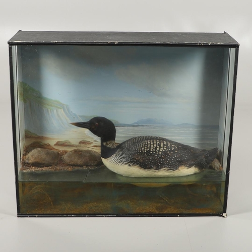 524 - TAXIDERMY - GREAT NORTHERN DIVER BY CECIL BISSHOPP, OBAN. A large cased specimen of a Great Northern... 