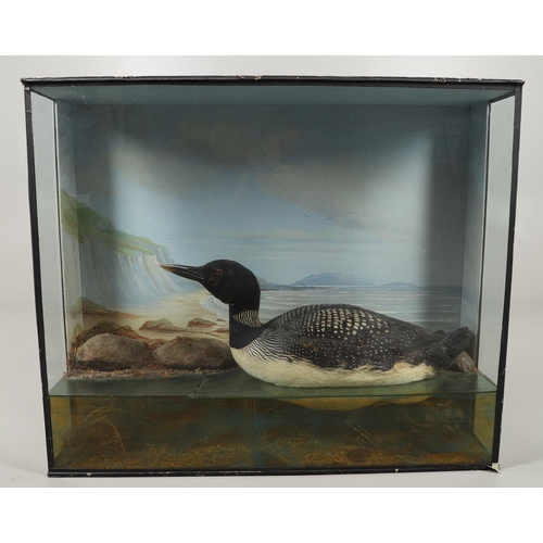 524 - TAXIDERMY - GREAT NORTHERN DIVER BY CECIL BISSHOPP, OBAN. A large cased specimen of a Great Northern... 