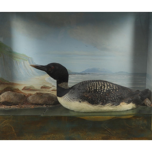 524 - TAXIDERMY - GREAT NORTHERN DIVER BY CECIL BISSHOPP, OBAN. A large cased specimen of a Great Northern... 