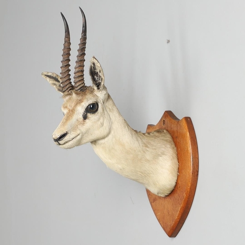 526 - TAXIDERMY - VAN INGEN OF MYSORE ANTELOPE HEAD. A small Antelope head mounted on a wooden shield, car... 