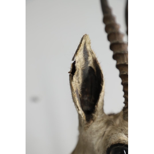 526 - TAXIDERMY - VAN INGEN OF MYSORE ANTELOPE HEAD. A small Antelope head mounted on a wooden shield, car... 