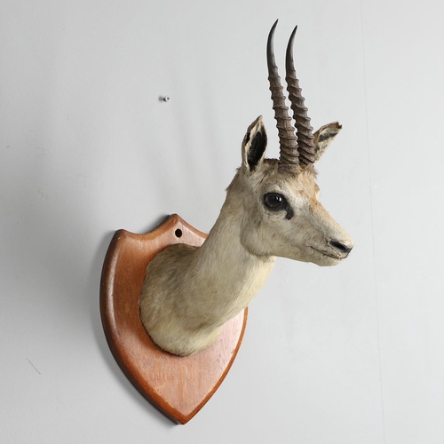 526 - TAXIDERMY - VAN INGEN OF MYSORE ANTELOPE HEAD. A small Antelope head mounted on a wooden shield, car... 