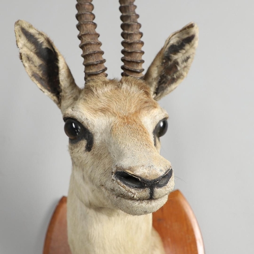 526 - TAXIDERMY - VAN INGEN OF MYSORE ANTELOPE HEAD. A small Antelope head mounted on a wooden shield, car... 