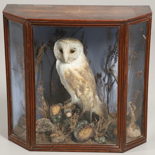 528 - TAXIDERMY - CASED BARN OWL. A Barn Owl mounted perched on a tree branch and set in a naturalistic se... 