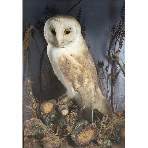 528 - TAXIDERMY - CASED BARN OWL. A Barn Owl mounted perched on a tree branch and set in a naturalistic se... 