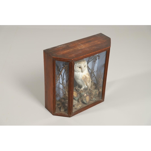 528 - TAXIDERMY - CASED BARN OWL. A Barn Owl mounted perched on a tree branch and set in a naturalistic se... 