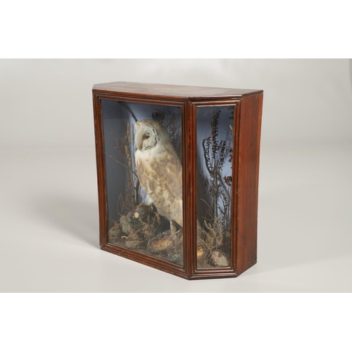 528 - TAXIDERMY - CASED BARN OWL. A Barn Owl mounted perched on a tree branch and set in a naturalistic se... 