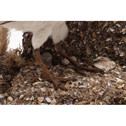 541 - TAXIDERMY - OYSTER CATCHER & GLASS DOME. A mounted Oyster Catcher, set in a naturalistic setting and... 