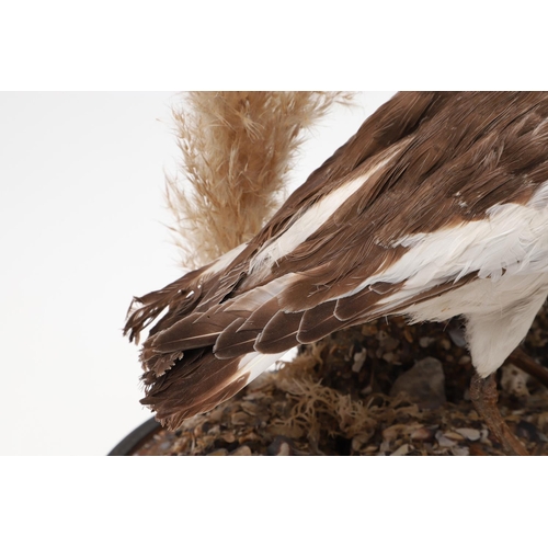 541 - TAXIDERMY - OYSTER CATCHER & GLASS DOME. A mounted Oyster Catcher, set in a naturalistic setting and... 