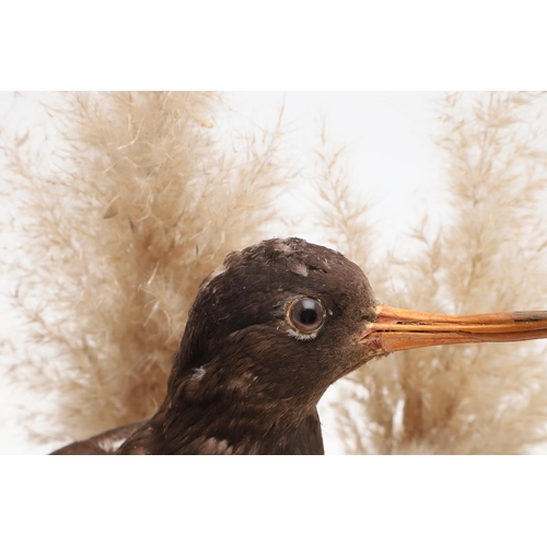 541 - TAXIDERMY - OYSTER CATCHER & GLASS DOME. A mounted Oyster Catcher, set in a naturalistic setting and... 