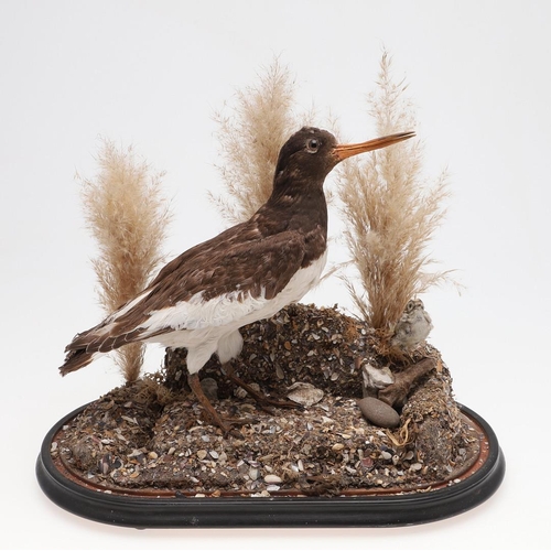 541 - TAXIDERMY - OYSTER CATCHER & GLASS DOME. A mounted Oyster Catcher, set in a naturalistic setting and... 