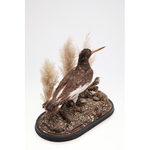 541 - TAXIDERMY - OYSTER CATCHER & GLASS DOME. A mounted Oyster Catcher, set in a naturalistic setting and... 