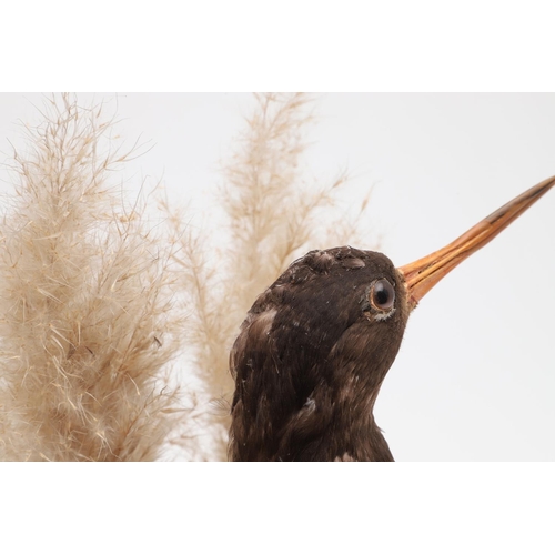 541 - TAXIDERMY - OYSTER CATCHER & GLASS DOME. A mounted Oyster Catcher, set in a naturalistic setting and... 