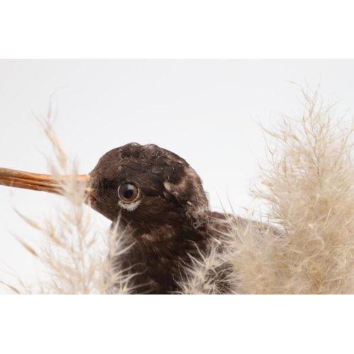 541 - TAXIDERMY - OYSTER CATCHER & GLASS DOME. A mounted Oyster Catcher, set in a naturalistic setting and... 