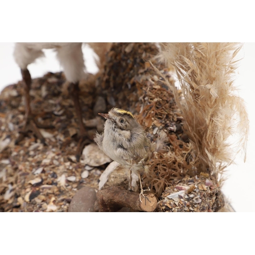 541 - TAXIDERMY - OYSTER CATCHER & GLASS DOME. A mounted Oyster Catcher, set in a naturalistic setting and... 