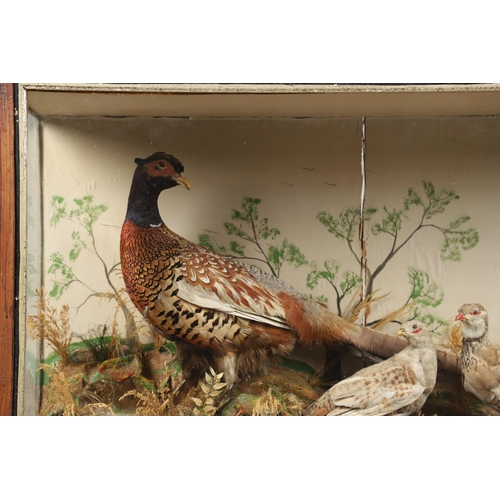 560 - TAXIDERMY - LARGE CASED DISPLAY OF PHEASANTS, BIRDS & RABBITS. A large wooden and glazed case, conta... 