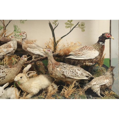 560 - TAXIDERMY - LARGE CASED DISPLAY OF PHEASANTS, BIRDS & RABBITS. A large wooden and glazed case, conta... 