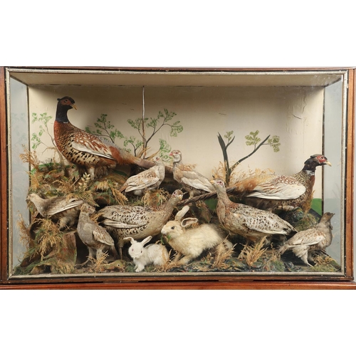 560 - TAXIDERMY - LARGE CASED DISPLAY OF PHEASANTS, BIRDS & RABBITS. A large wooden and glazed case, conta... 