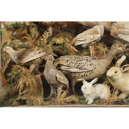 560 - TAXIDERMY - LARGE CASED DISPLAY OF PHEASANTS, BIRDS & RABBITS. A large wooden and glazed case, conta... 