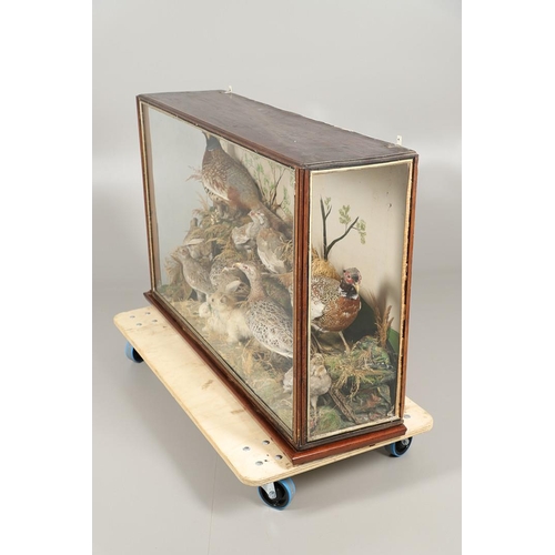 560 - TAXIDERMY - LARGE CASED DISPLAY OF PHEASANTS, BIRDS & RABBITS. A large wooden and glazed case, conta... 