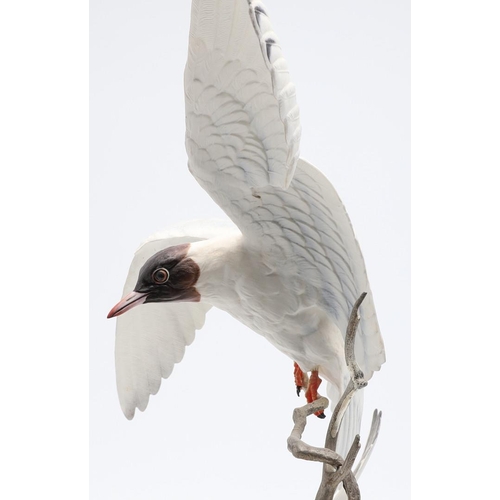 683 - ALBANY CHINA - RARE LARGE GROUP OF BLACKHEADED GULLS. A large porcelain group of two Blackheaded Gul... 