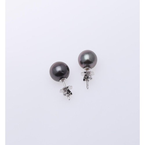 1087 - A PAIR OF BLACK SOUTH SEA CULTURED PEARL STUD EARRINGS. each earring mounted with a black South Sea ... 