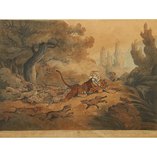 466 - CAPTAIN THOMAS WILLIAMSON (1758-1817). After. A TIGER HUNTED BY WILD DOGS (Plate XXI from `ORIENTAL ... 